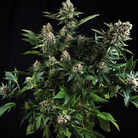 Bulk Seeds White Widow x White Widow Feminized