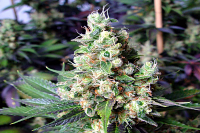 Soma Seeds NYC Diesel Feminised