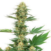 Gelato #420 - Feminized - White Label Seeds (American Line)