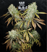 Banana Kush - Feminized - BSB Genetics