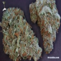 Rare Dankness Seeds Moonshine Haze Regular