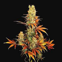 Soma Seeds G13 Haze x Somango Regular