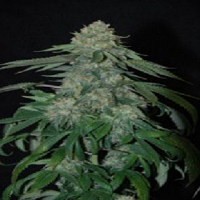Reserva Privada Seeds OG Kush Feminized
