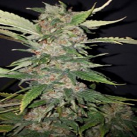 Cali Connection Seeds Purple Crack Feminized