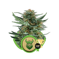 Royal Dwarf Auto – Feminized – Royal Queen Seeds  