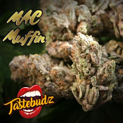 MAC Muffin - Feminized - Tastebudz