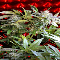 Delta 9 Labs Seeds Strawberry Skunk Feminised