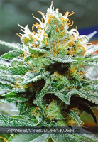 Vision Seeds Amnesia x Buddha Kush Feminized