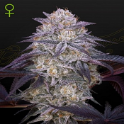 King's Juice Auto - Feminized - Green House Seeds