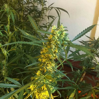 SuperCBDx Seeds Somango x SCBDx Feminized