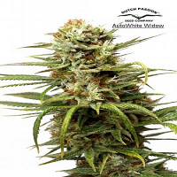 Auto White Widow® - Feminized - Dutch Passion