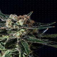 Genofarm Seeds Black Diesel Feminized