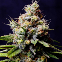 Spliff Seeds Purple Berry Kush Feminized