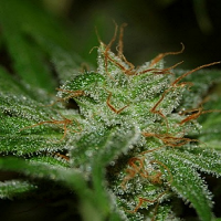 BlimBurn Seeds Fat Man Auto Feminized
