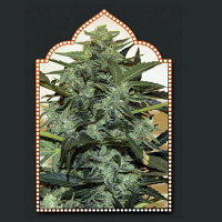 OO Seeds Auto Cheese Berry Feminized