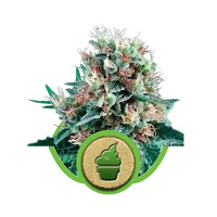 Royal Creamatic - Feminized - Royal Queen Seeds