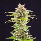 Super OG Kush - Feminized - Kannabia Seeds
