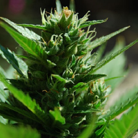 Black Skull Seeds Auto SkullRyder Feminized