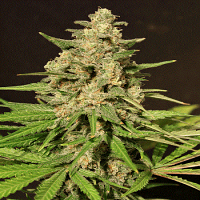 Cream of The Crop Seeds HYBRID X Feminised