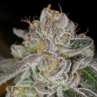 Archive Seeds Do-Si-Do’s Regular