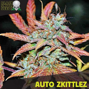 Auto Zkittlez - Feminized - Black Skull Seeds