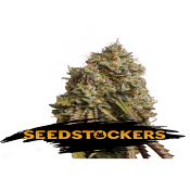 Gorilla Cookies - Feminized - Seed Stockers