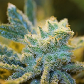 Seriously Citrus - Feminized - Bulk Seeds Premium