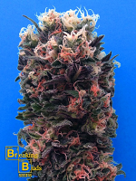 Breaking Buds Seeds Blue Sky 99% Feminized