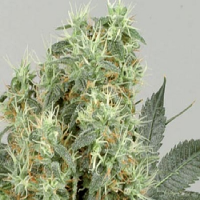 De Sjamaan Seeds The Magician Feminised