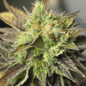 Strawberry D-Lite - Regular - Sagarmatha Seeds