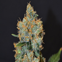 CBD Seeds Lavender Feminised