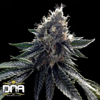 Sour Kosher - Feminized - DNA Genetics