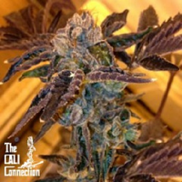 Cali Connection Seeds LA Cookies Feminized