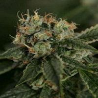 Connoisseur Genetics Seeds OG Chem Haze Regular