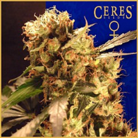 Ceres Seeds Orange Bud Feminised
