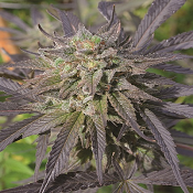 Blue Blood CBD - Regular - Medicann