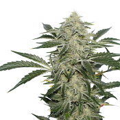 Creamy Kees - Regular - Super Sativa Seed Club