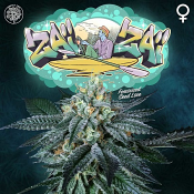 ZaiZai - Feminized - Perfect Tree