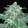Samsara Seeds Ultraviolet Auto Feminized