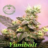 Sagarmatha Seeds Yumbolt Feminised