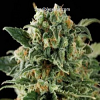BlimBurn Seeds Critical Automatic Feminized