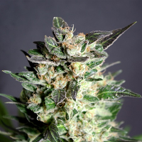 Diesel Glue (Aka BCN Diesel) - Feminized - Kannabia