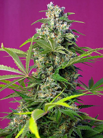 Sweet Seeds Gorilla Girl® Feminized