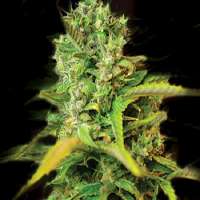 Kera Seeds Venice Beach Afghan Feminized