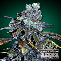 Freedom Seeds FreeBD Feminized