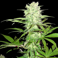 Sumo Seeds Thunderstruck Feminized
