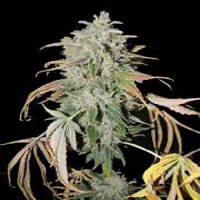 Connoisseur Genetics Seeds Secret Recipe Regular