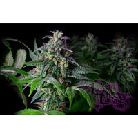 La Plata Labs Big White Regular