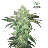 Stardawg Auto – Feminized – Fast Buds