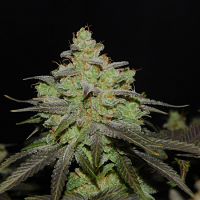 Cali O.G. Kush - Feminized - BSB Genetics